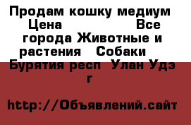 Продам кошку медиум › Цена ­ 6 000 000 - Все города Животные и растения » Собаки   . Бурятия респ.,Улан-Удэ г.